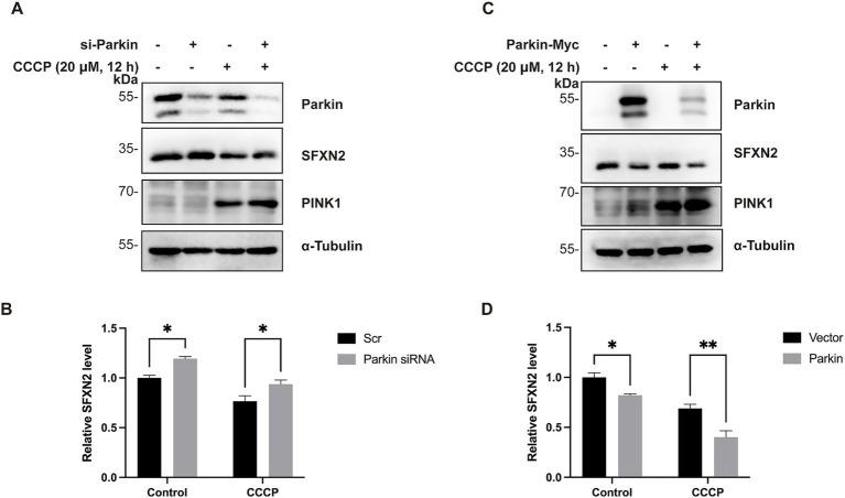 https://cdn.ncbi.nlm.nih.gov/pmc/blobs/5b12/12391048/e53511ddd11f/fncel-19-1623747-g006.jpg