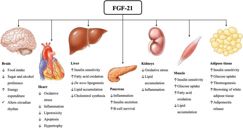 https://cdn.ncbi.nlm.nih.gov/pmc/blobs/5b13/12137391/09a52dea0d2f/13679_2025_643_Fig1_HTML.jpg