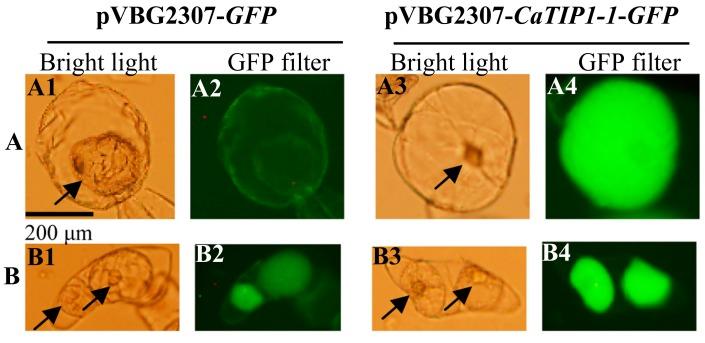 https://cdn.ncbi.nlm.nih.gov/pmc/blobs/5b16/4264158/1ed248b893a8/ijms-15-20101-g001.jpg