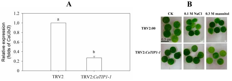 https://cdn.ncbi.nlm.nih.gov/pmc/blobs/5b16/4264158/3aa930a53329/ijms-15-20101-g008.jpg