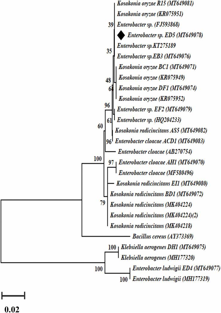 https://cdn.ncbi.nlm.nih.gov/pmc/blobs/5b16/7536287/078f26616684/fmicb-11-580081-g003.jpg