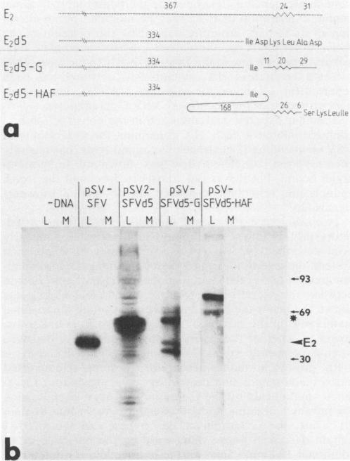 https://cdn.ncbi.nlm.nih.gov/pmc/blobs/5b18/254781/51615566aa6f/jvirol00121-0235-a.jpg