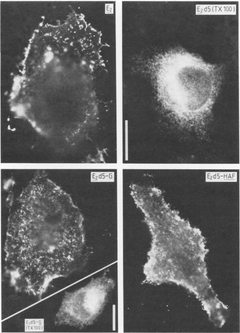 https://cdn.ncbi.nlm.nih.gov/pmc/blobs/5b18/254781/999b82965916/jvirol00121-0237-a.jpg