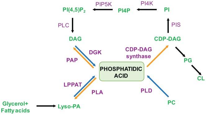 https://cdn.ncbi.nlm.nih.gov/pmc/blobs/5b1b/6559011/39ce50bd012b/fcell-07-00083-g002.jpg