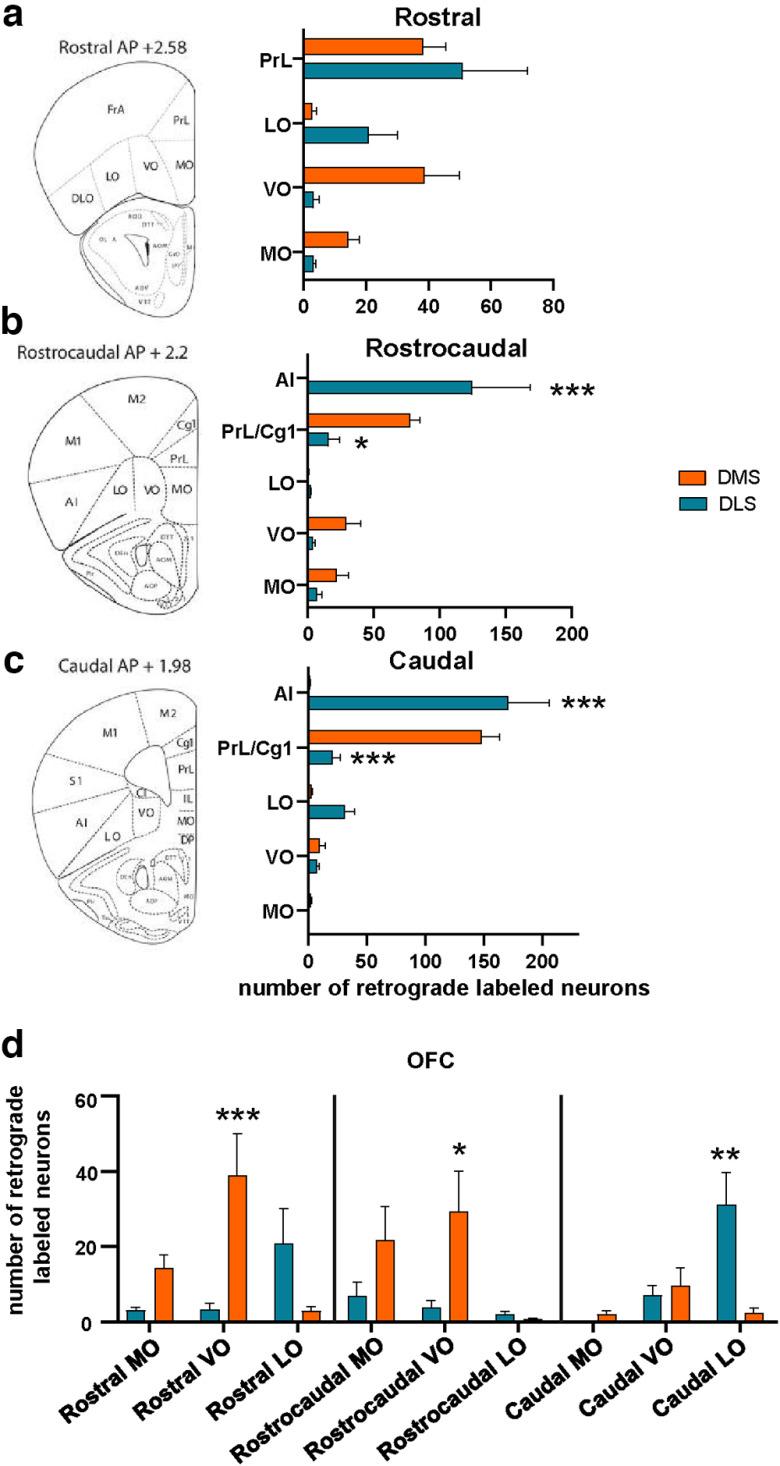 https://cdn.ncbi.nlm.nih.gov/pmc/blobs/5b1c/10198608/e1706d2bdf33/ENEURO.0238-21.2023_f004.jpg