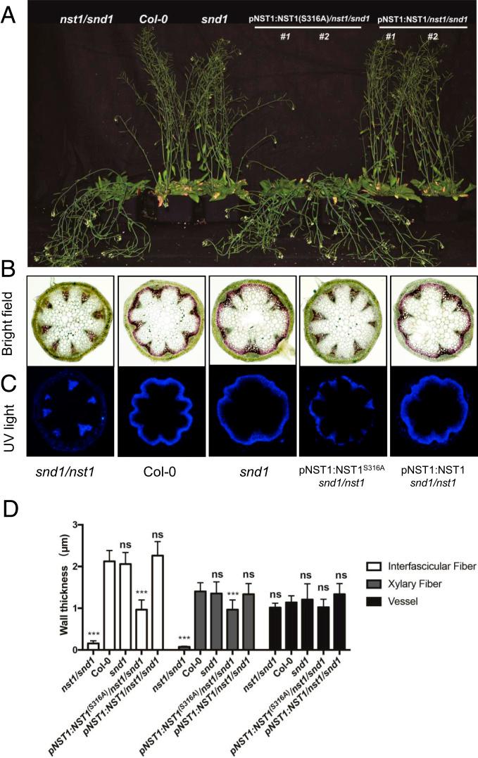 https://cdn.ncbi.nlm.nih.gov/pmc/blobs/5b1f/7865148/785144f8d964/pnas.2010911118fig05.jpg