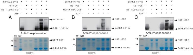 https://cdn.ncbi.nlm.nih.gov/pmc/blobs/5b1f/7865148/c956ef2539c6/pnas.2010911118fig04.jpg