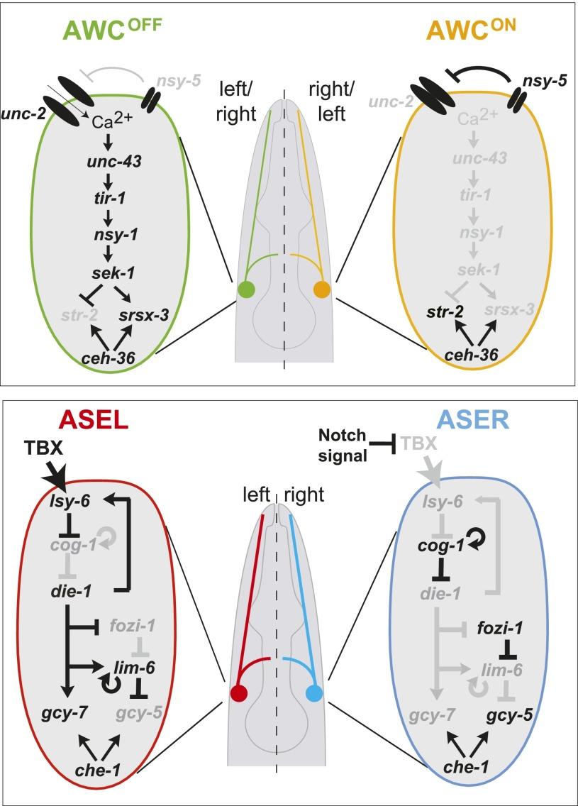 https://cdn.ncbi.nlm.nih.gov/pmc/blobs/5b21/3894411/4e2fc162b822/34fig1.jpg