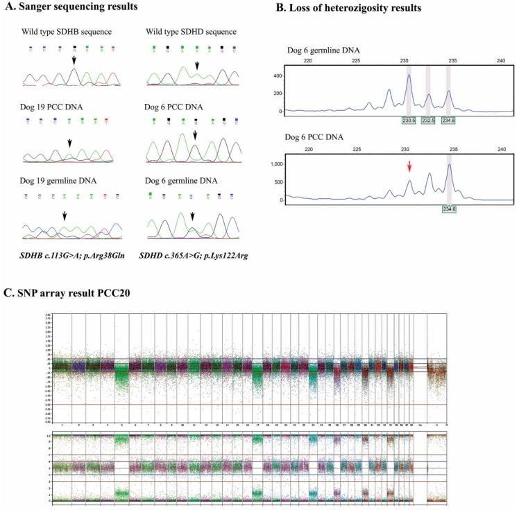 https://cdn.ncbi.nlm.nih.gov/pmc/blobs/5b23/6563419/a8f6a3ab6301/cancers-11-00607-g001.jpg