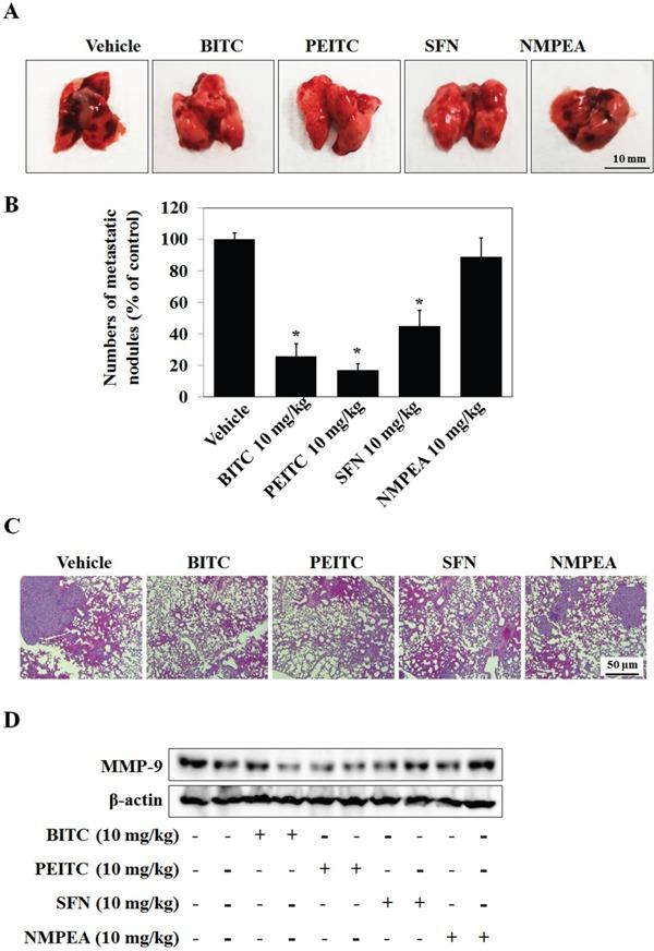https://cdn.ncbi.nlm.nih.gov/pmc/blobs/5b26/5609975/08d5b9c7af9d/oncotarget-08-63949-g007.jpg