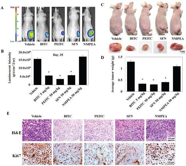 https://cdn.ncbi.nlm.nih.gov/pmc/blobs/5b26/5609975/29f9e7837c67/oncotarget-08-63949-g006.jpg