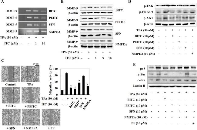 https://cdn.ncbi.nlm.nih.gov/pmc/blobs/5b26/5609975/7a9f1306e23d/oncotarget-08-63949-g005.jpg