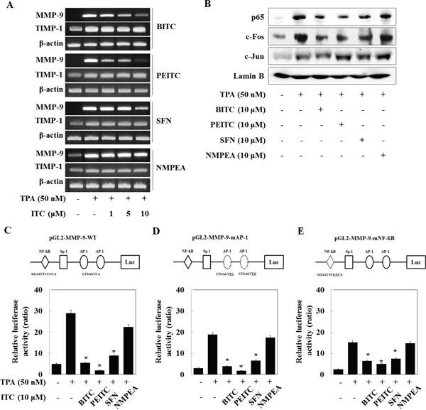 https://cdn.ncbi.nlm.nih.gov/pmc/blobs/5b26/5609975/d67fd5f380c4/oncotarget-08-63949-g002.jpg