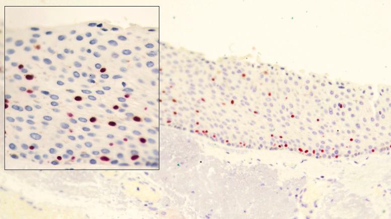 https://cdn.ncbi.nlm.nih.gov/pmc/blobs/5b28/10821784/1059718b9f6c/oop530514_f04.jpg
