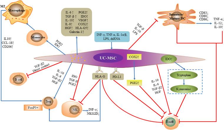 https://cdn.ncbi.nlm.nih.gov/pmc/blobs/5b29/8126649/33d80cce1e96/fcell-09-570179-g002.jpg