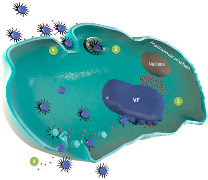 https://cdn.ncbi.nlm.nih.gov/pmc/blobs/5b2b/5127031/03b7fe20a2ab/viruses-08-00317-g001.jpg