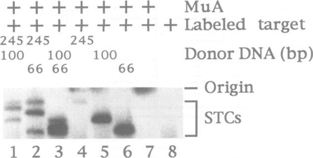 https://cdn.ncbi.nlm.nih.gov/pmc/blobs/5b2d/394587/ed62ec45fb5e/emboj00043-0264-b.jpg