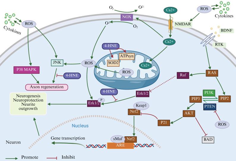 https://cdn.ncbi.nlm.nih.gov/pmc/blobs/5b30/12160515/c252c9e769ea/ijbsv21p3461g002.jpg