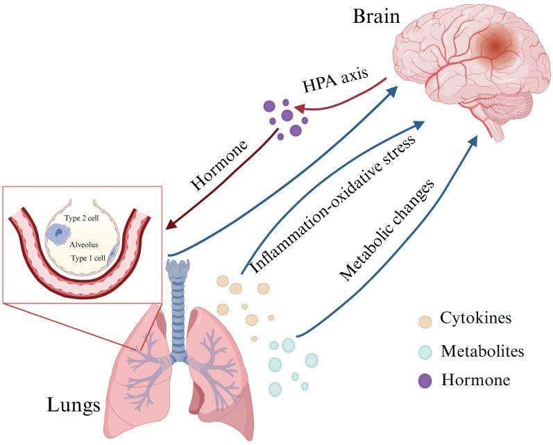 https://cdn.ncbi.nlm.nih.gov/pmc/blobs/5b30/12160515/dc612f586720/ijbsv21p3461g001.jpg