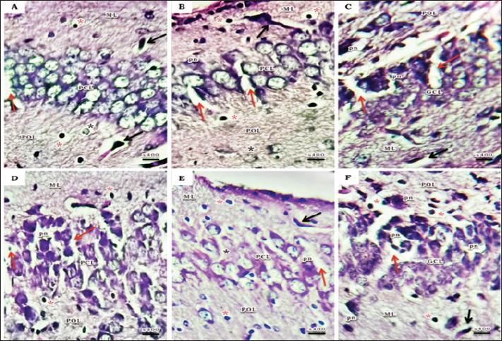 https://cdn.ncbi.nlm.nih.gov/pmc/blobs/5b31/11682764/7848952f9ffe/OpenVetJ-14-2924-g003.jpg