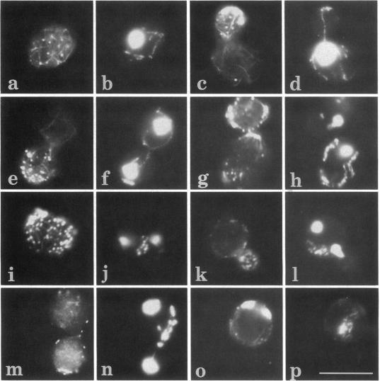 https://cdn.ncbi.nlm.nih.gov/pmc/blobs/5b33/275764/90113a32549a/mbc00057-0070-a.jpg
