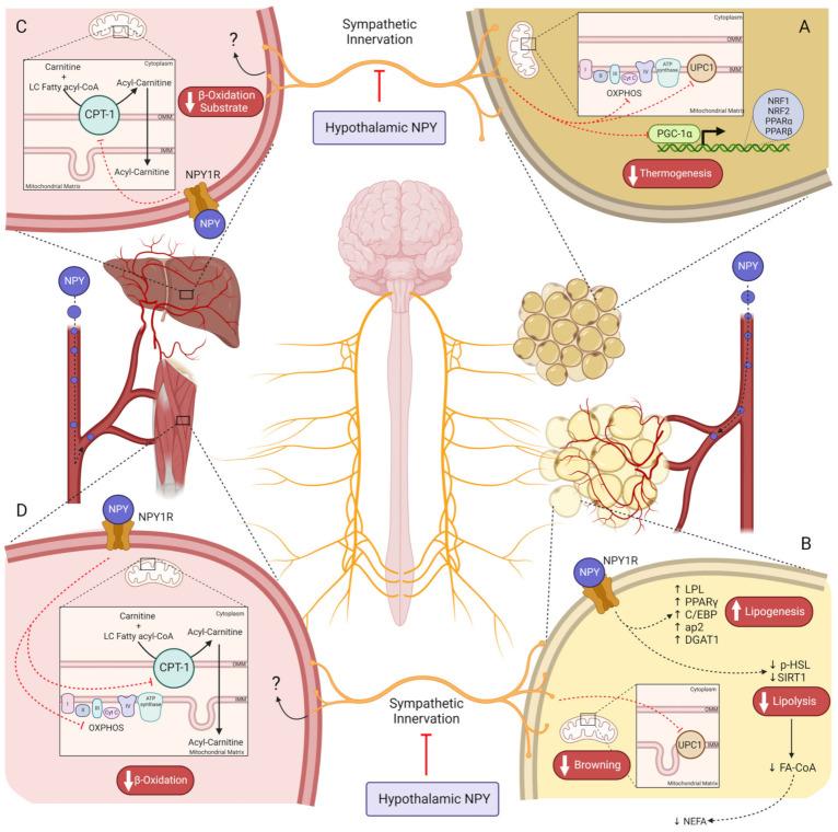 https://cdn.ncbi.nlm.nih.gov/pmc/blobs/5b33/9953676/36c794d642f1/biomedicines-11-00446-g002.jpg
