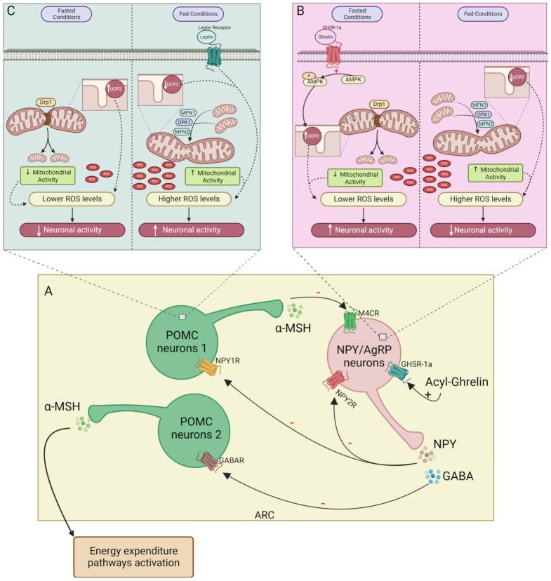 https://cdn.ncbi.nlm.nih.gov/pmc/blobs/5b33/9953676/c97c1a68bab7/biomedicines-11-00446-g001.jpg