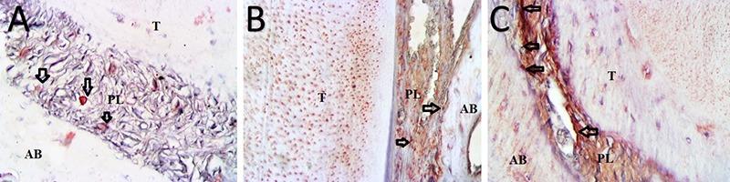 https://cdn.ncbi.nlm.nih.gov/pmc/blobs/5b34/6761488/16a716f51463/eor-053-099-e005.jpg