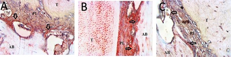https://cdn.ncbi.nlm.nih.gov/pmc/blobs/5b34/6761488/cf9154856a7a/eor-053-099-e004.jpg
