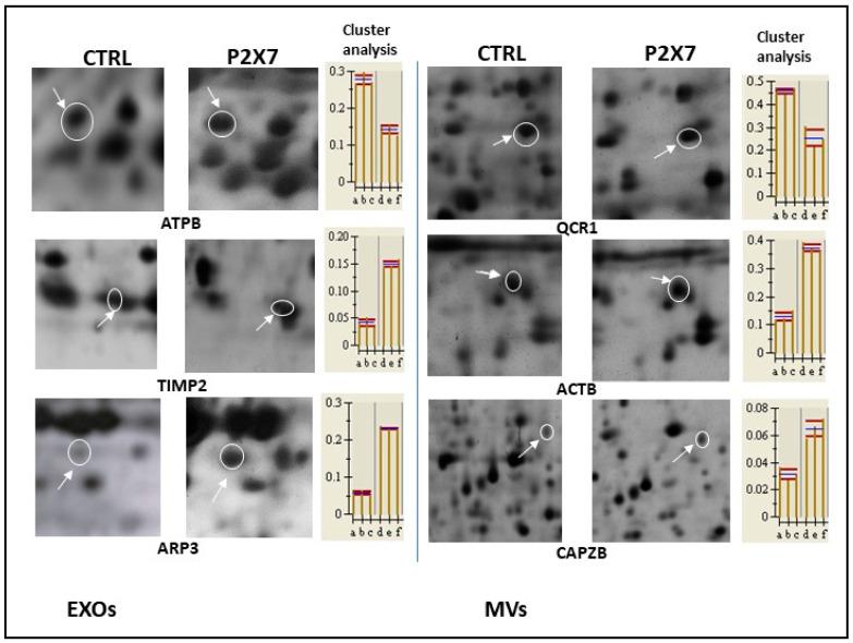 https://cdn.ncbi.nlm.nih.gov/pmc/blobs/5b35/11011151/729051148dfa/cells-13-00571-g002.jpg