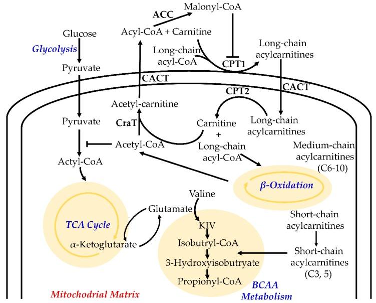 https://cdn.ncbi.nlm.nih.gov/pmc/blobs/5b3a/6410233/eaf6504a73fa/metabolites-09-00036-g002.jpg