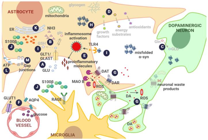 https://cdn.ncbi.nlm.nih.gov/pmc/blobs/5b3c/9775515/82b54151f478/biomolecules-12-01745-g002.jpg