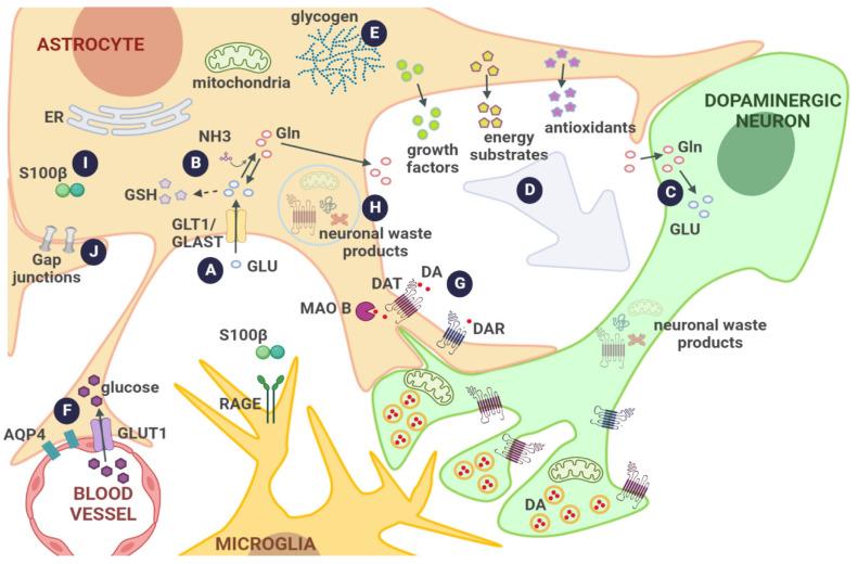 https://cdn.ncbi.nlm.nih.gov/pmc/blobs/5b3c/9775515/b550550f035b/biomolecules-12-01745-g001.jpg