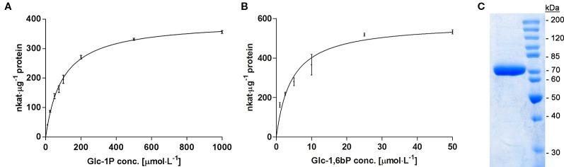 https://cdn.ncbi.nlm.nih.gov/pmc/blobs/5b3d/7059798/b1ac456feff1/fpls-11-00167-g003.jpg