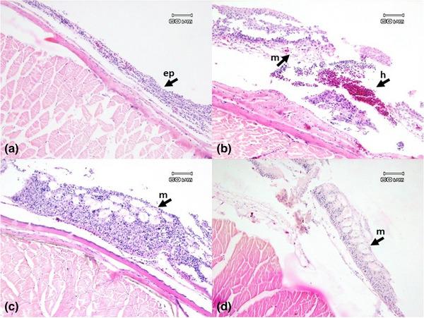 https://cdn.ncbi.nlm.nih.gov/pmc/blobs/5b4a/10357232/bad535b3b73d/VMS3-9-1636-g005.jpg