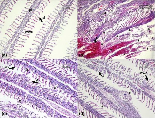 https://cdn.ncbi.nlm.nih.gov/pmc/blobs/5b4a/10357232/c793a9fe8eee/VMS3-9-1636-g002.jpg