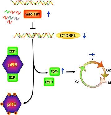 https://cdn.ncbi.nlm.nih.gov/pmc/blobs/5b4c/5791374/ae145d8ce518/13046_2018_679_Fig6_HTML.jpg