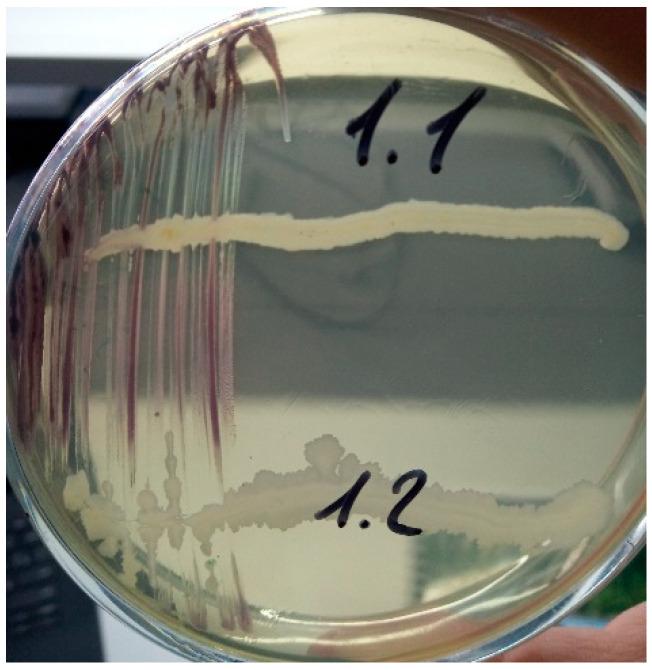 https://cdn.ncbi.nlm.nih.gov/pmc/blobs/5b54/10537646/60a29892fc67/microorganisms-11-02235-g003.jpg