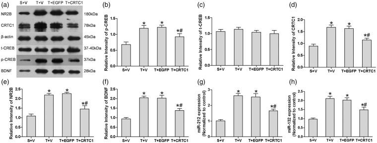 https://cdn.ncbi.nlm.nih.gov/pmc/blobs/5b54/4955996/22fc01a1c952/10.1177_1744806916641679-fig4.jpg