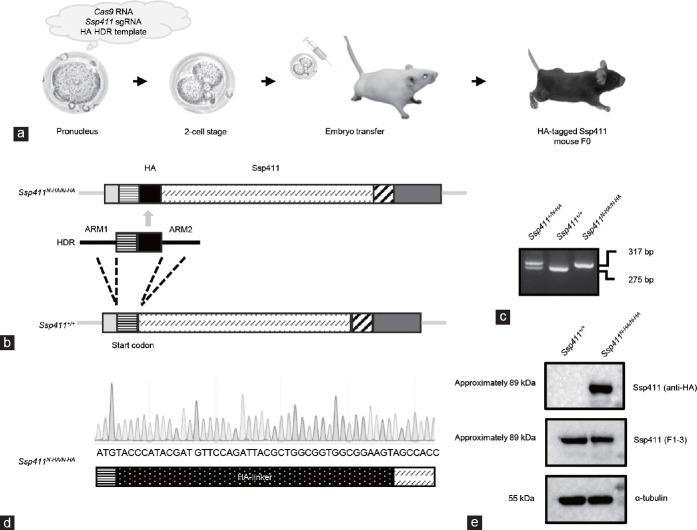 https://cdn.ncbi.nlm.nih.gov/pmc/blobs/5b5c/11784959/8f9028f4da5b/AJA-27-120-g001.jpg