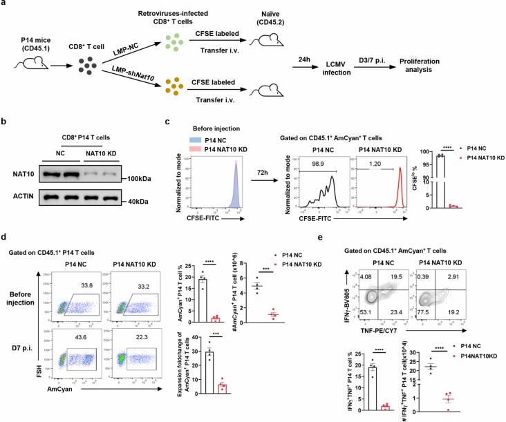 https://cdn.ncbi.nlm.nih.gov/pmc/blobs/5b5c/11957992/faa13699188b/41590_2025_2100_Fig13_ESM.jpg