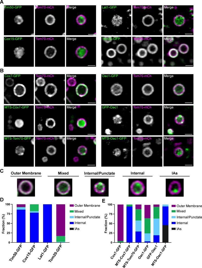 https://cdn.ncbi.nlm.nih.gov/pmc/blobs/5b5d/11320589/1c3ede73ff13/JCB_202307036_Fig4.jpg