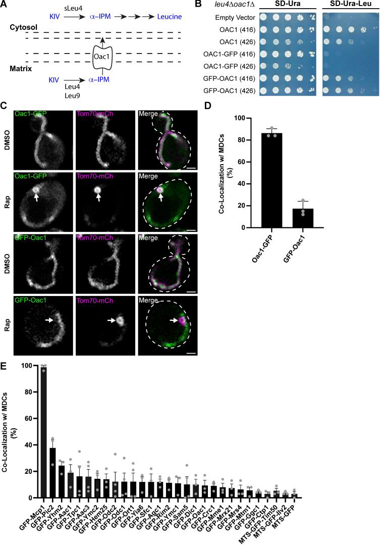 https://cdn.ncbi.nlm.nih.gov/pmc/blobs/5b5d/11320589/c343d4a5157b/JCB_202307036_Fig1.jpg