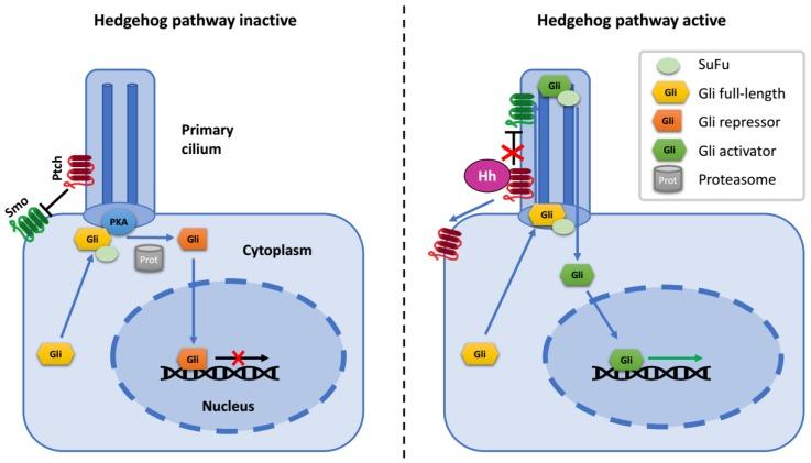 https://cdn.ncbi.nlm.nih.gov/pmc/blobs/5b5e/6406693/4b6ba176bdbe/cells-08-00147-g001.jpg