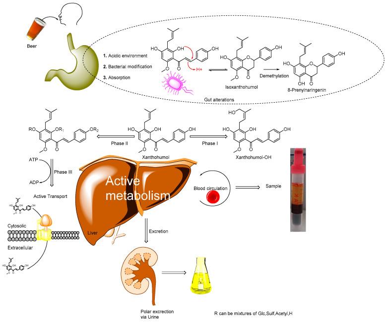 https://cdn.ncbi.nlm.nih.gov/pmc/blobs/5b5e/9030851/ffd18b6a0890/metabolites-12-00345-g001.jpg
