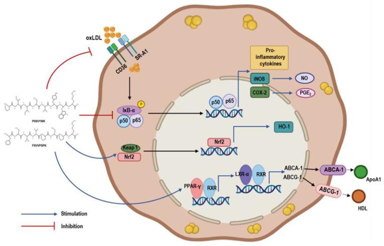 https://cdn.ncbi.nlm.nih.gov/pmc/blobs/5b66/11509633/ae5c1a53ad5f/marinedrugs-22-00466-g008.jpg