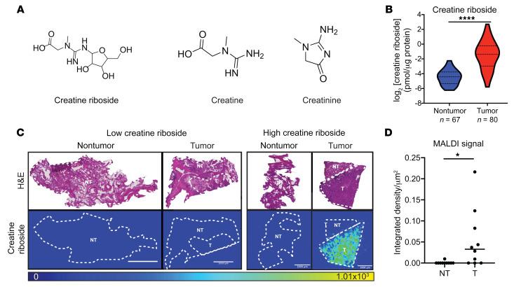 https://cdn.ncbi.nlm.nih.gov/pmc/blobs/5b67/9282934/d77be6efbc86/jci-132-157410-g131.jpg