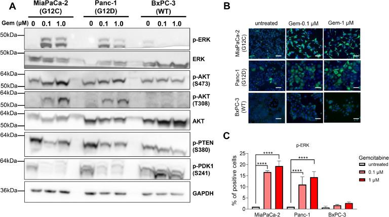 https://cdn.ncbi.nlm.nih.gov/pmc/blobs/5b69/12143771/fd4b8e07b8cb/gr6.jpg