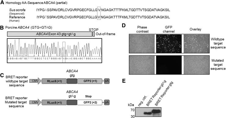 https://cdn.ncbi.nlm.nih.gov/pmc/blobs/5b6b/10278032/a8166e983ae4/nat.2022.0037_figure1.jpg