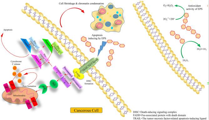 https://cdn.ncbi.nlm.nih.gov/pmc/blobs/5b72/10230149/064406a38b42/11274_2023_3660_Fig4_HTML.jpg